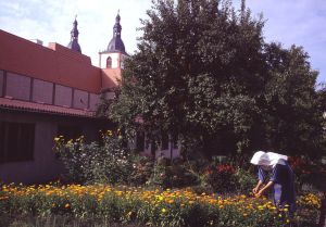 Ringelblumenernte Ringelblumenernte