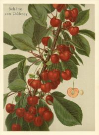 Schoene von Chatenay
