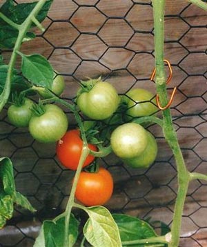 Nutzgarten-tomaten.jpg