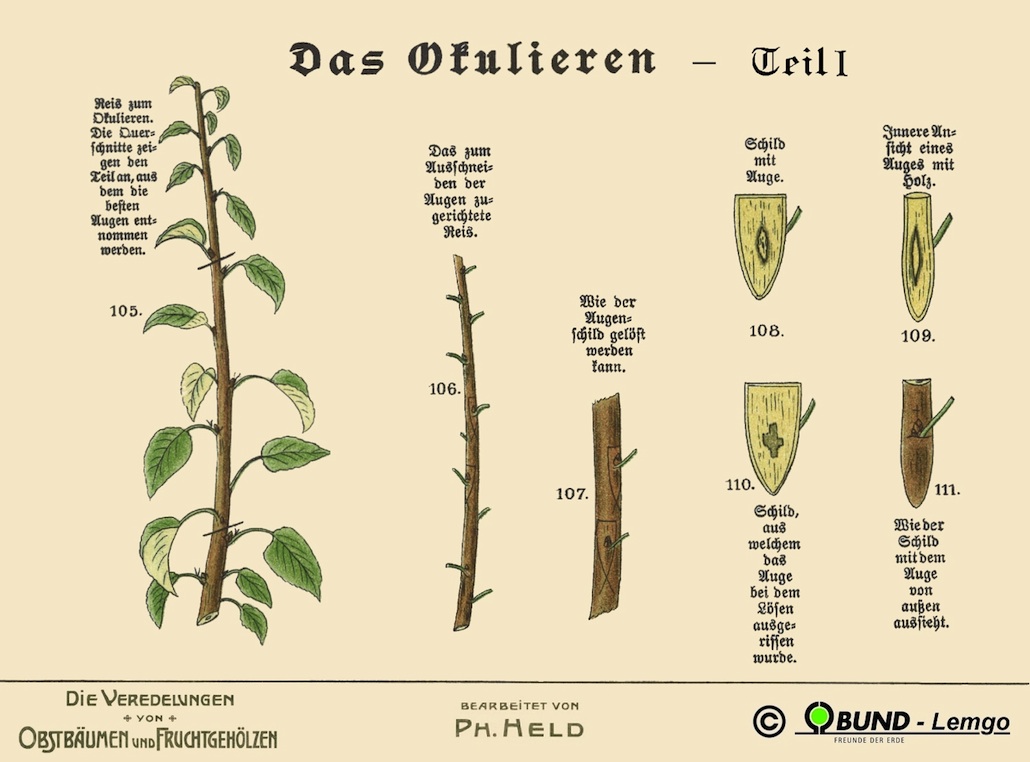 download leberchirurgie grundlagen · grenzen · möglichkeiten 1959