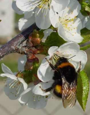 Befruchtung durch Hummel