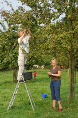 Zwetschgenernte 2007