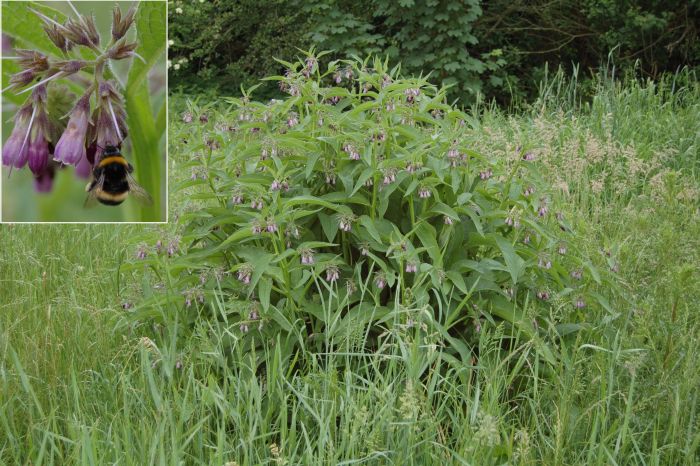 Comfrey