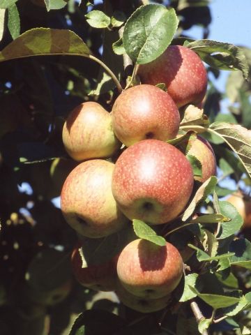 Frucht am Baum