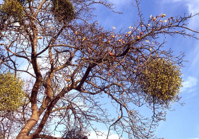 Obstbaum mit Misteln