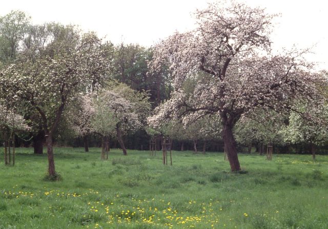 Streuobstwiese