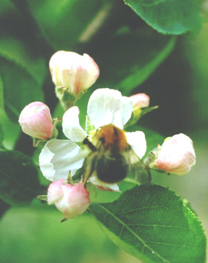 Hummel